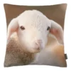 Housse De Coussin Bibi -Pas Cher Zen Repos Magasin 1000332335 220211 010 IMAGE P000000001000332335