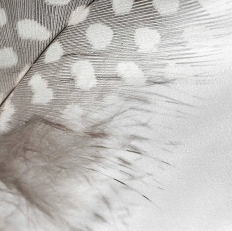 Light Taie D'oreiller 5 Light Taie D'oreiller – Image 3